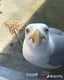 🇨🇦Space Seagull🇱🇧
